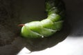 A detailed view of a Tobacco hornworm.